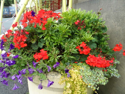 Wight in Bloom 2016