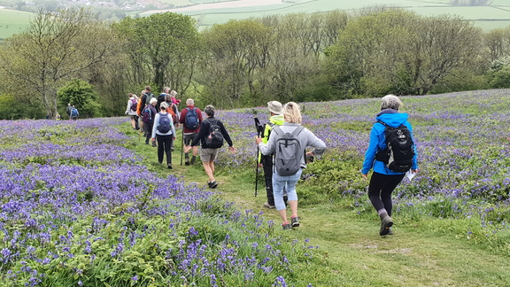 Shanklin Bluebell Quest