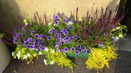 Shanklin in Bloom 2021 Flowers