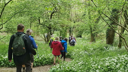 Shanklin Bluebell Quest (1)