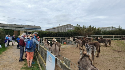 BetweenThatchedCottages13