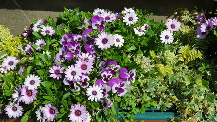 flowers1