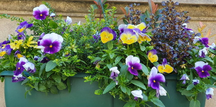 flowers2