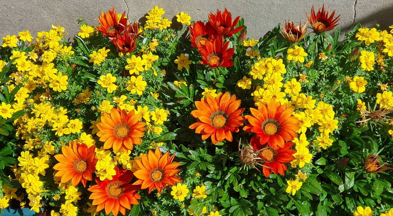 flowers3.jpg