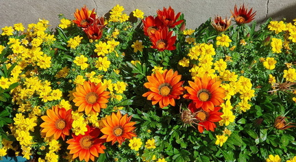 flowers3