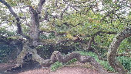 Wind and Water - Trail  2  Brighstone